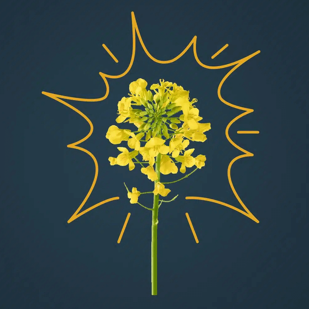 RAGT Winterraps Saatraps CEOS GOLD