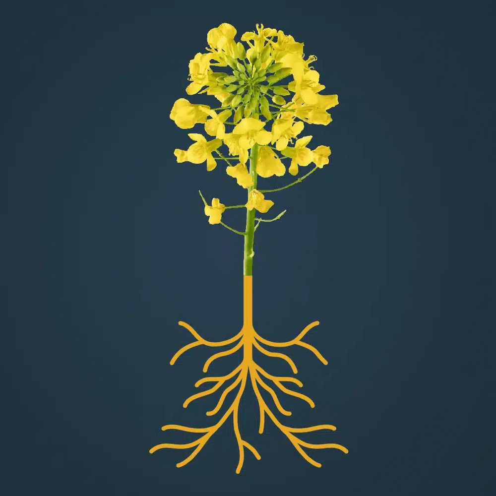 RAGT Winterraps Saatraps CRIOS