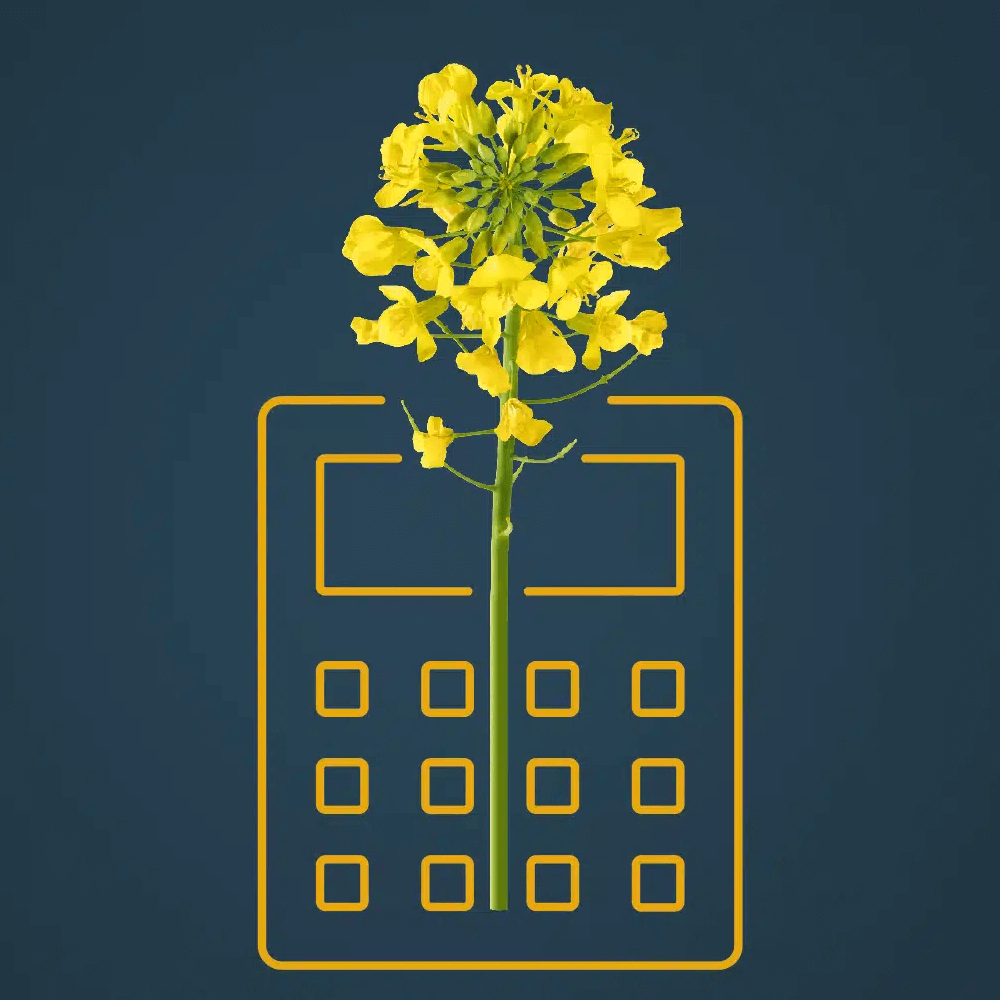 RAGT Winterraps Saatraps TREZZOR