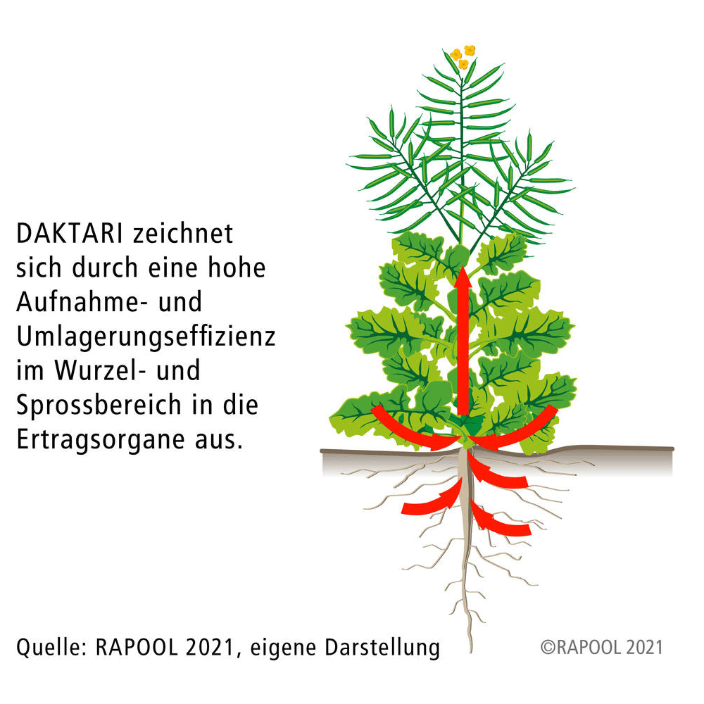 rapool® Winterraps Saatraps DAKTARI