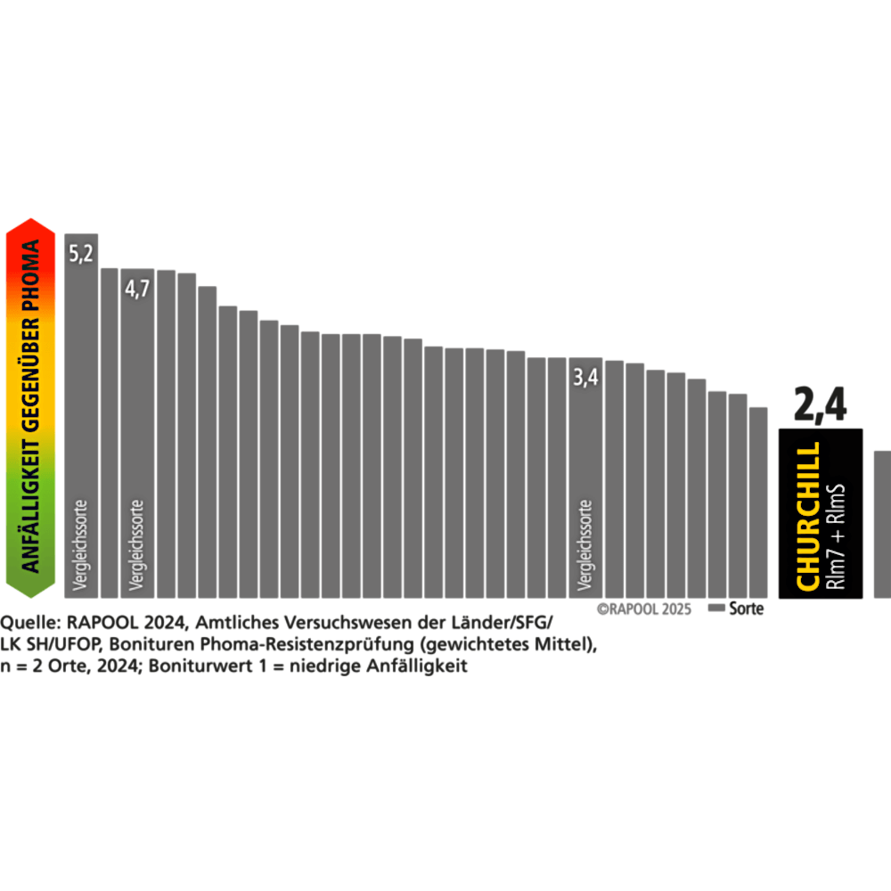 rapool® Winterraps Saatraps CHURCHILL