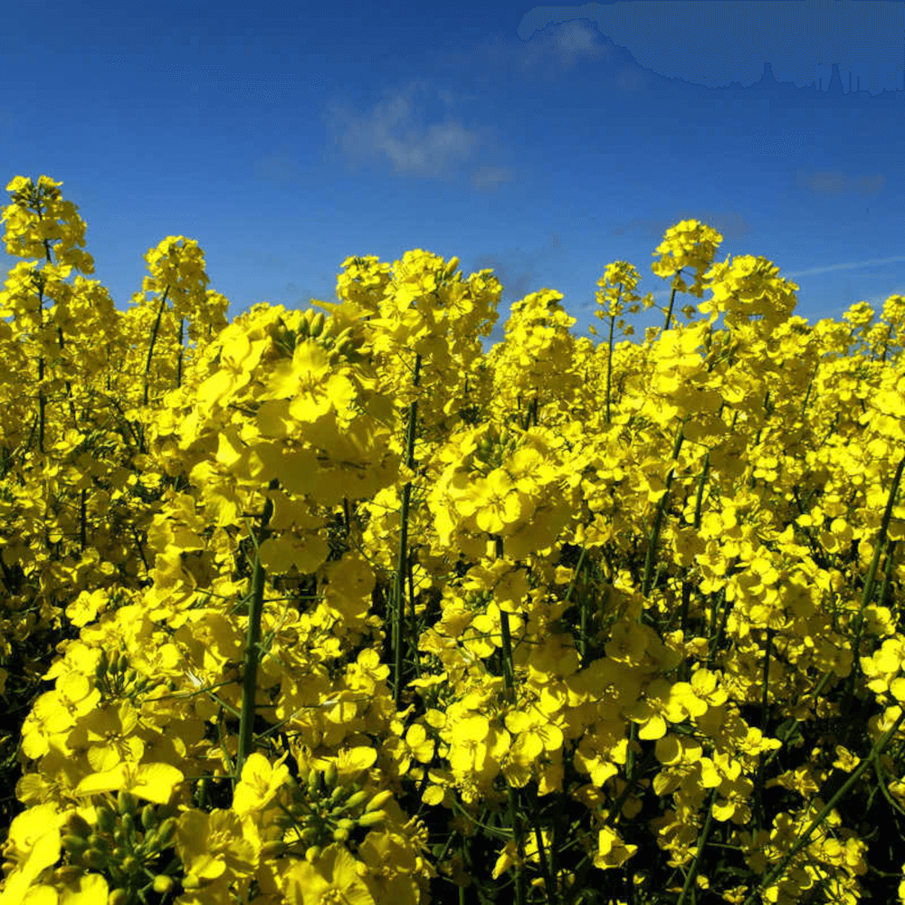 rapool® Winterraps Saatraps CREDO