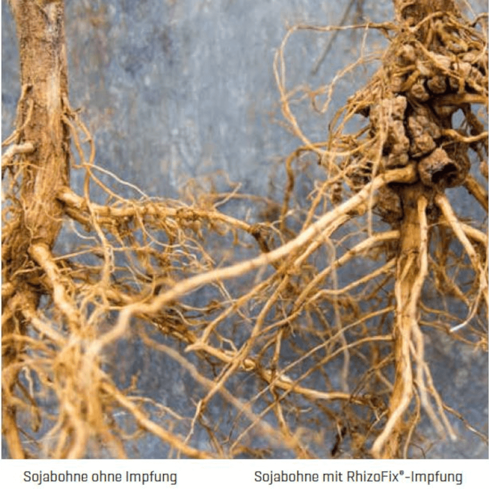 RhizoFix® Rhizobien Impfmittel