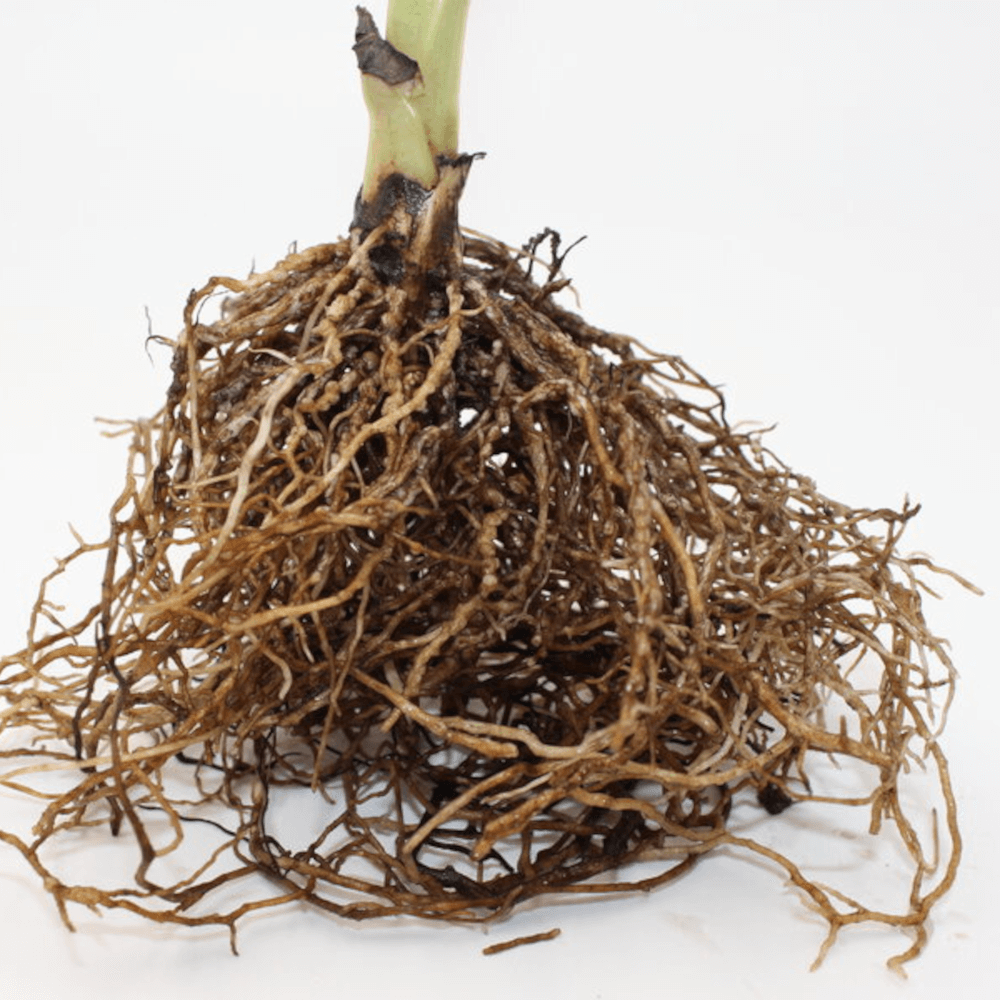 RhizoFix® Rhizobien Impfmittel