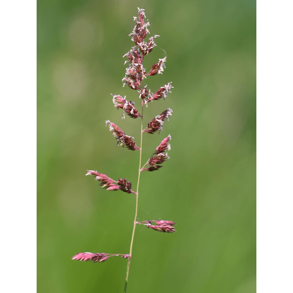 Alpiste faux-roseau (Phalaris arundinacea L.)