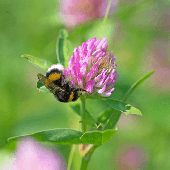 Rotklee (Trifolium pratense)