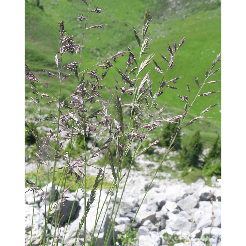 Rotschwingel (festuca rubra rubra)