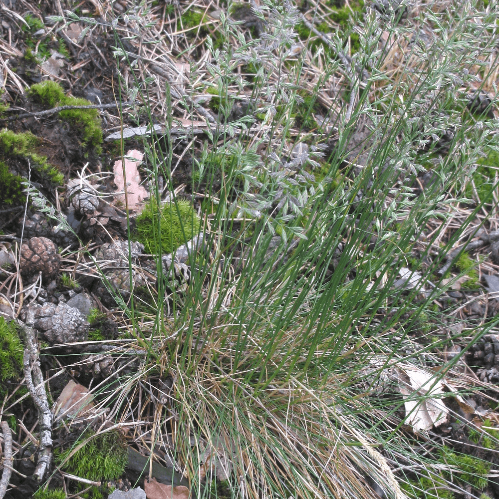 Schafschwingel (Festuca ovina agg.)