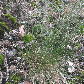 Schafschwingel (Festuca ovina agg.)