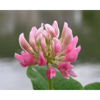 Schwedenklee (Trifolium hybridum)
