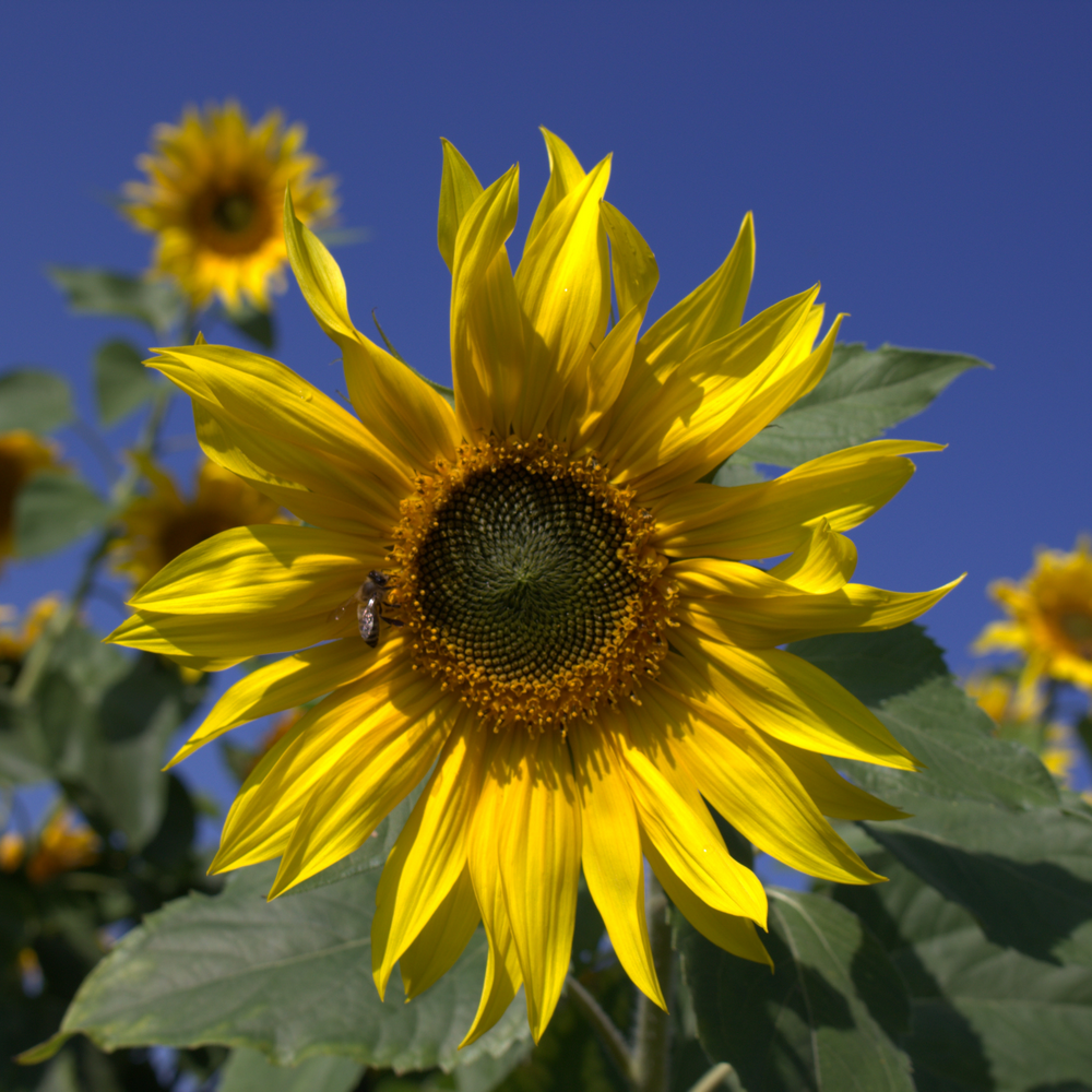 Sonnenblumen Zierzwecke (Helianthus annuus)