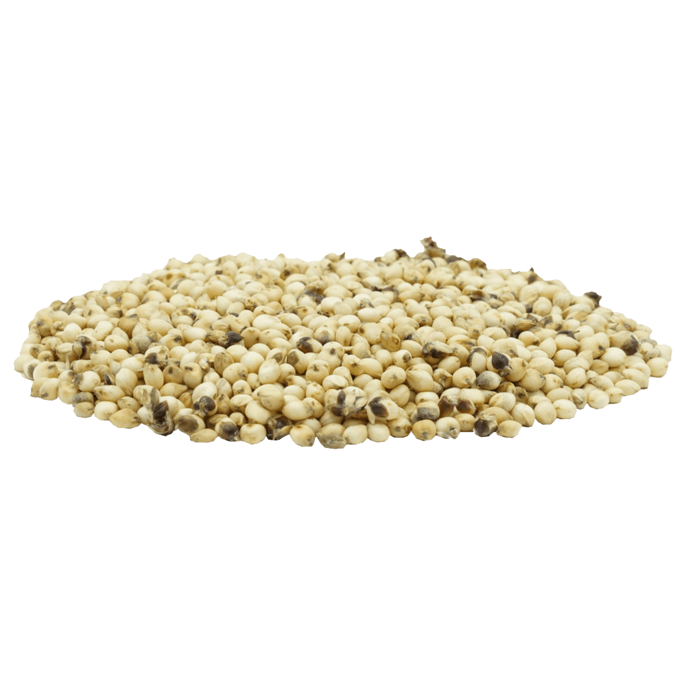Sorghum Bovital Futtersorghum