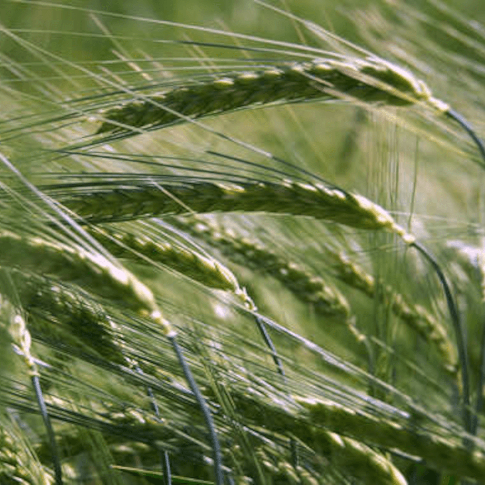 Wintergerste California zweizeilig Semor gebeizt