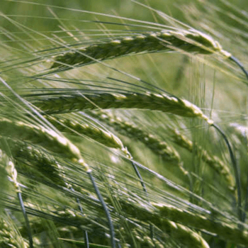 Wintergerste California zweizeilig Semor gebeizt