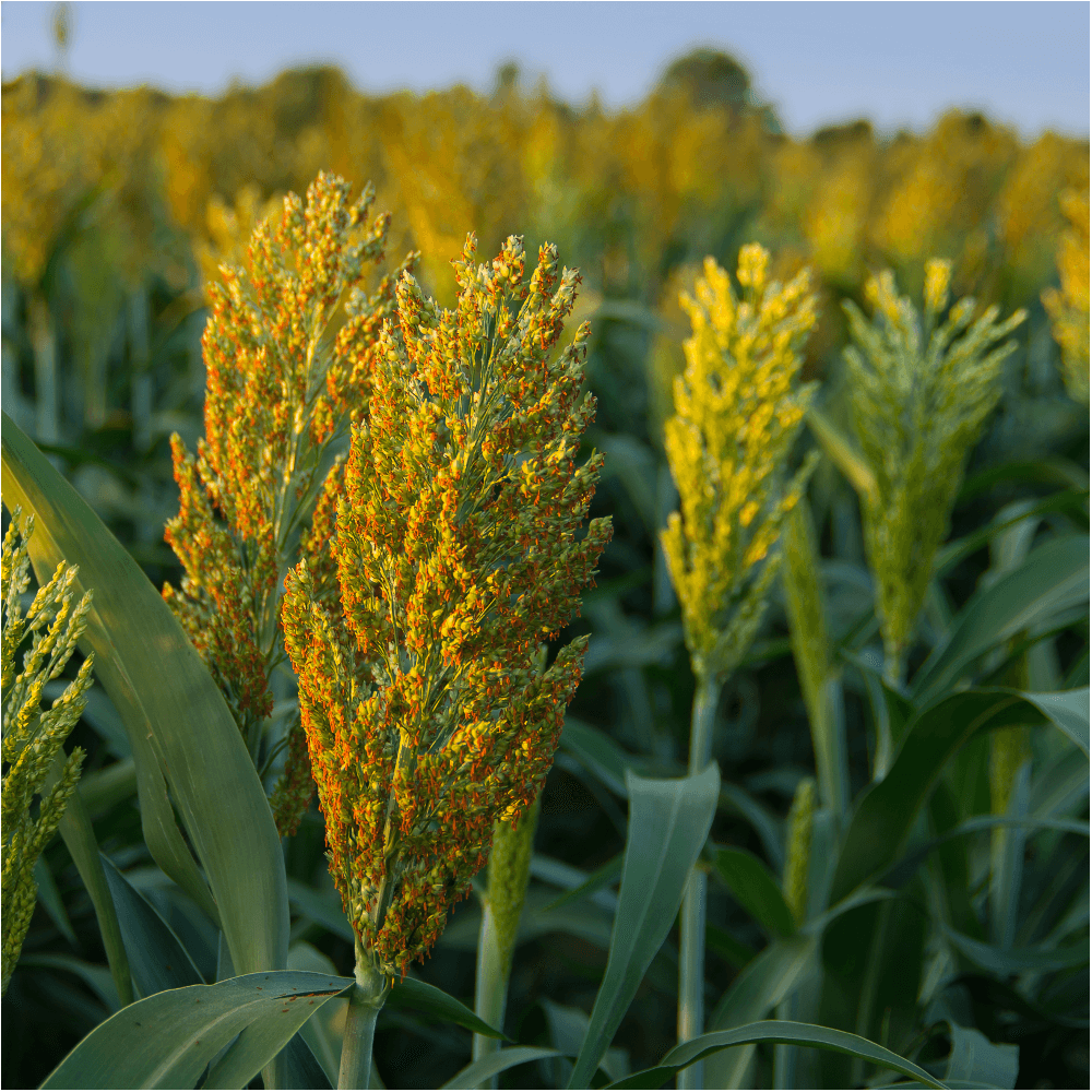 Sudangras Gardavan