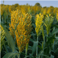 Sudangras Gardavan