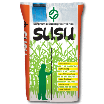 SUSU Sorghum x Sudangrashybride