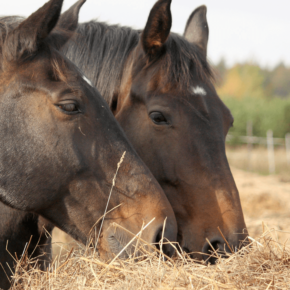 Futteruntersuchung Pferd Equifeed