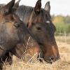 Für Pferde entwickelte Futterwertanalyse