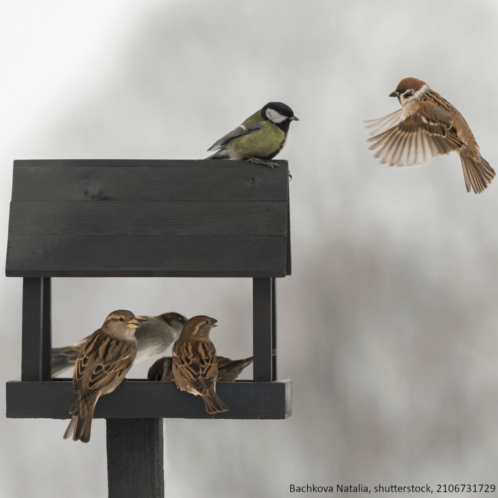 Gestreifte Sonnenblumenkerne - Vogelfutter