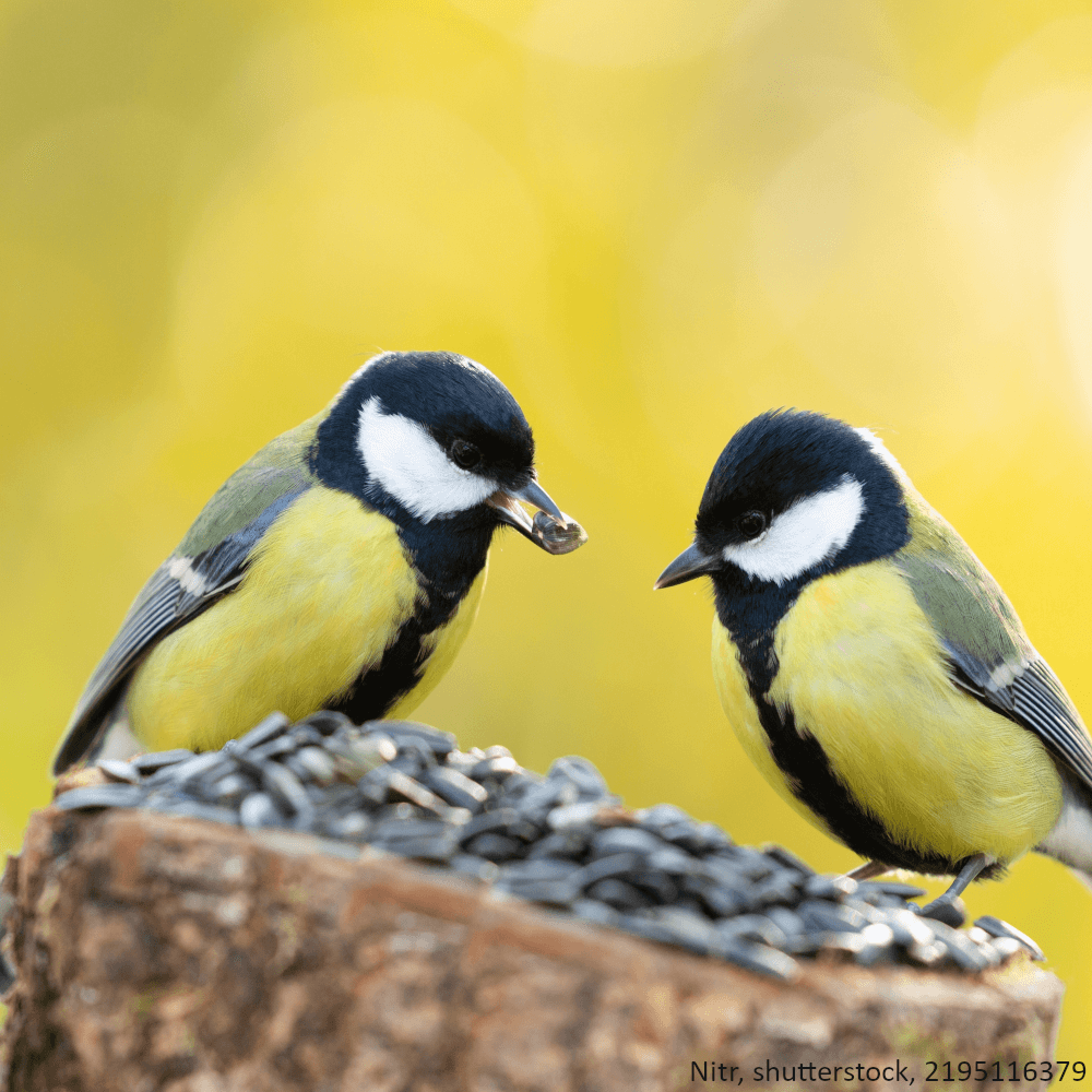 Gestreifte Sonnenblumenkerne - Vogelfutter