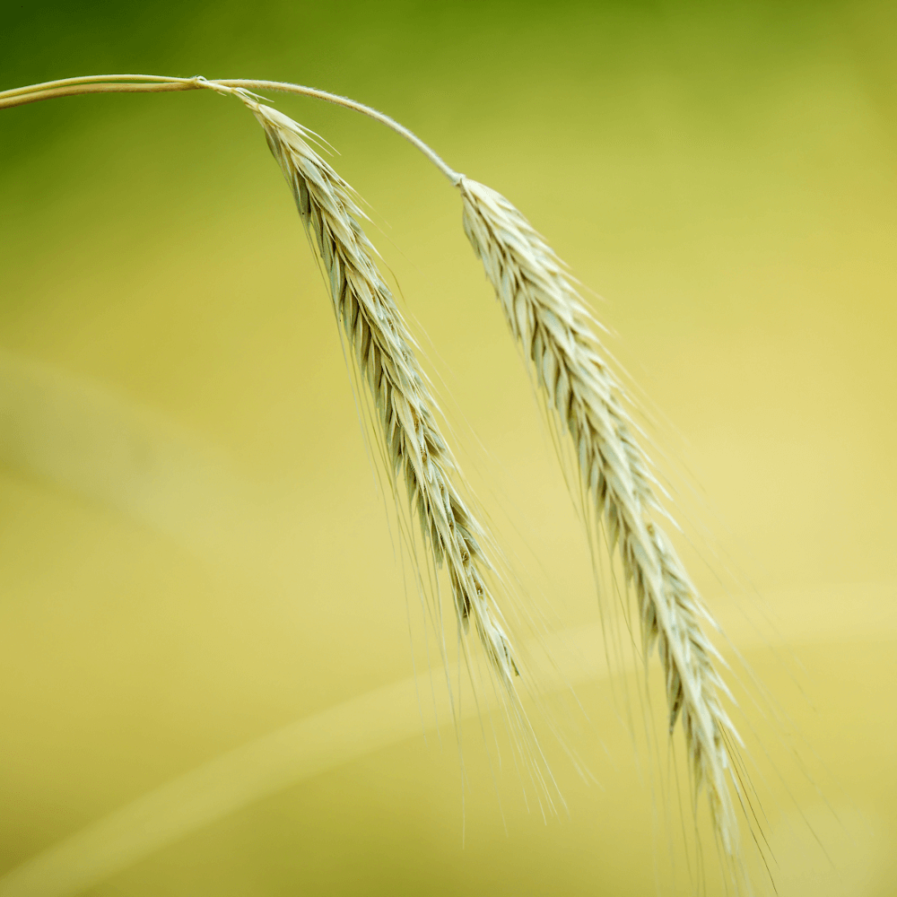 Waldstaudenroggen Wildäsungspflanze