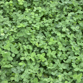 Weißklee (Trifolium repens)