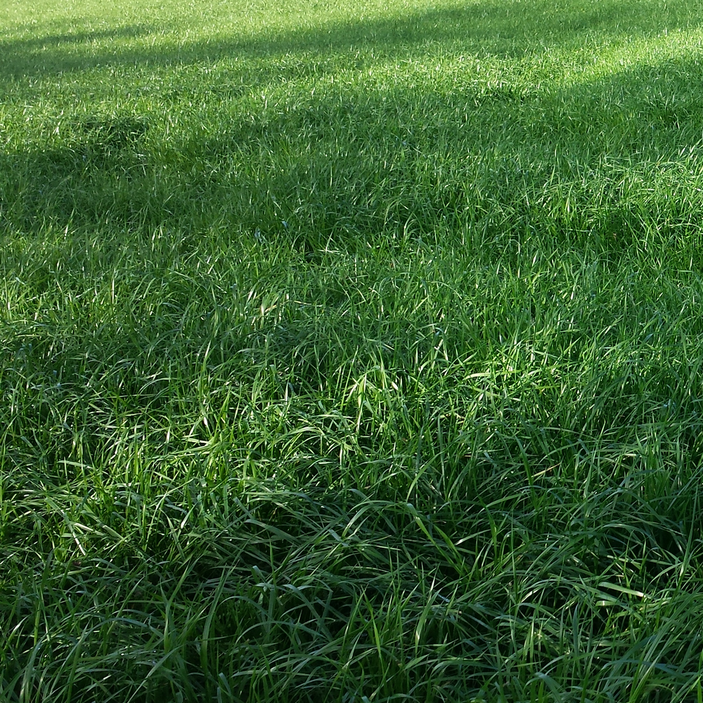 Ray-grass italien (Lolium multiflorum)