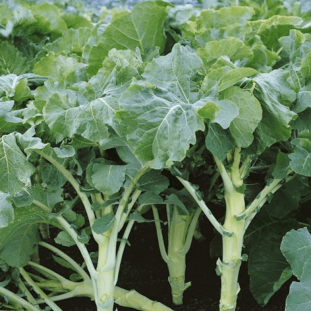 Futterkohl Westfälischer Furchenkohl (Brassica oleracea var. viridis)