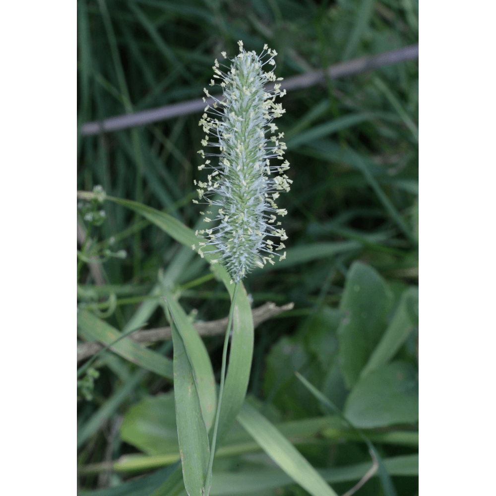 Wiesenlieschgras (Phleum pratense)