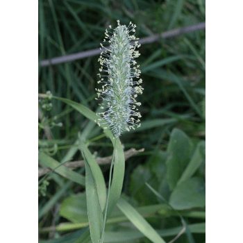 Wiesenlieschgras (Phleum pratense)