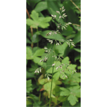 Wiesenrispe (Poa pratensis) Balin