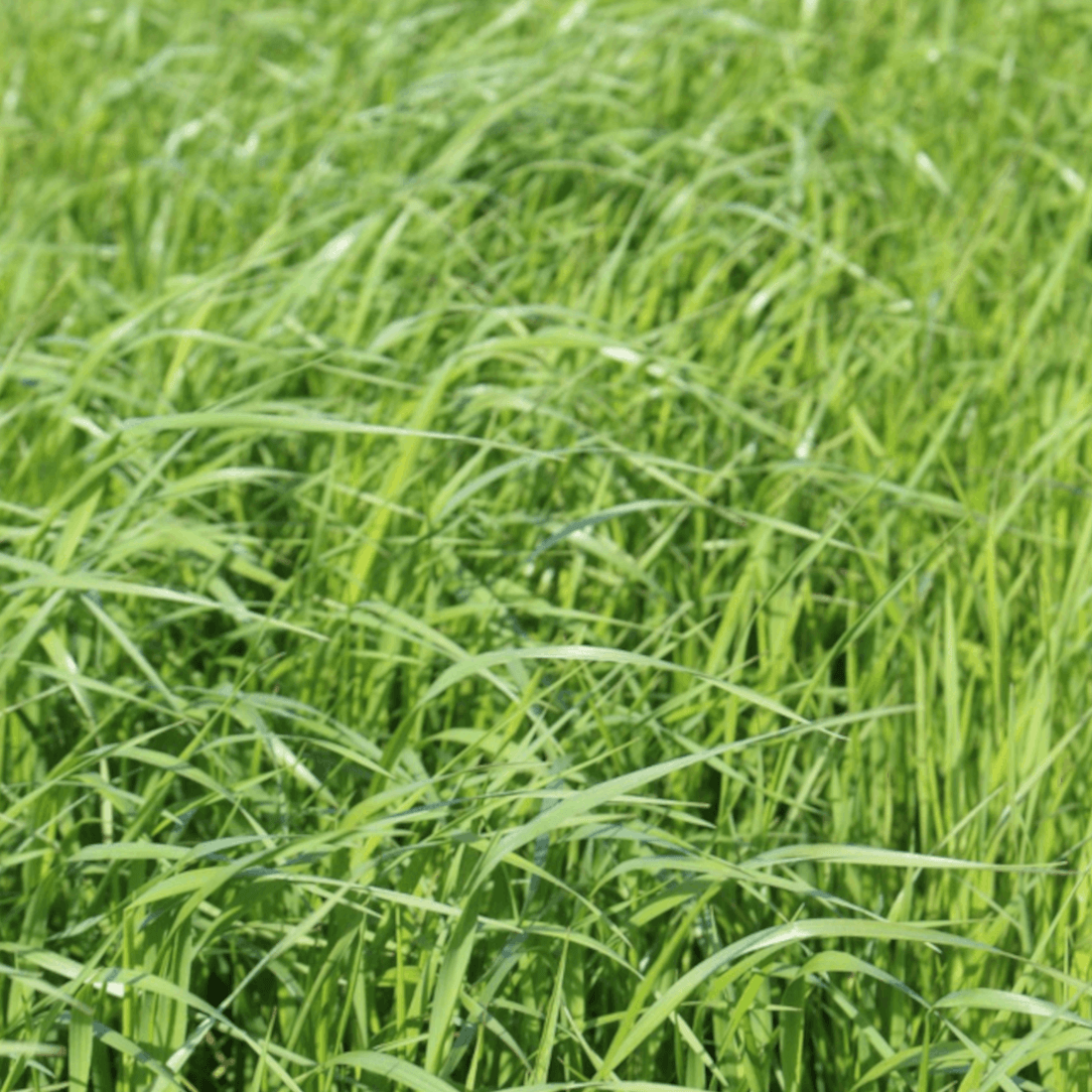 Wiesenschweidel (Festulolium) BETRIA ZS (BB)