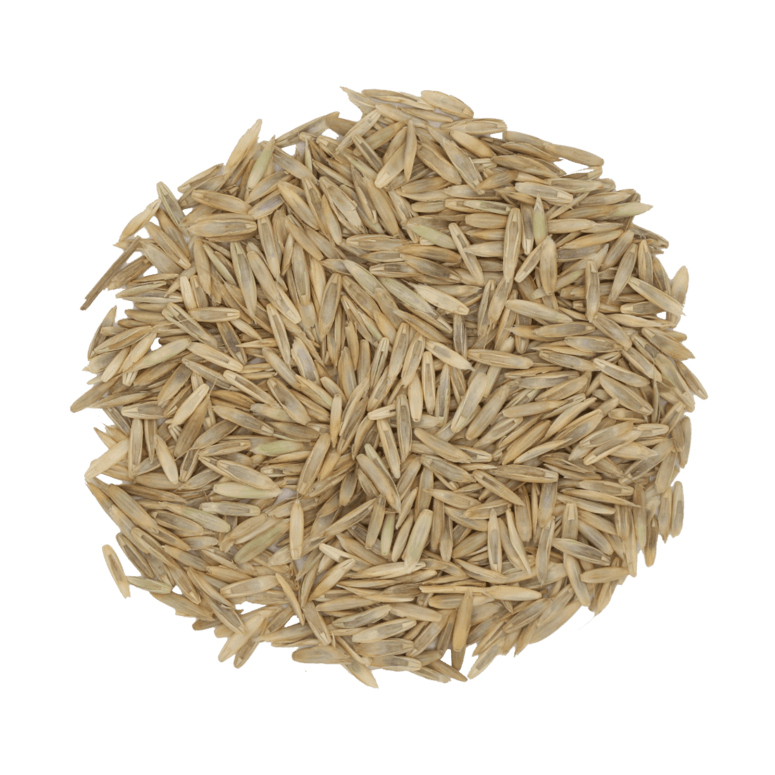 Wiesenschweidel (Festulolium)