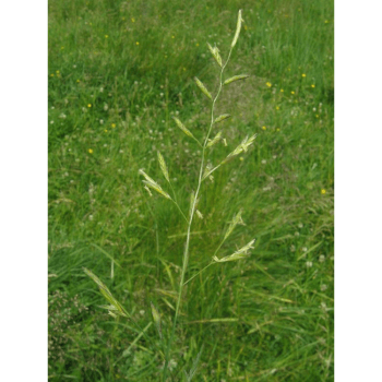 Wiesenschwingel (Festuca pratensis)