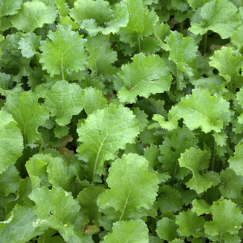 Winterrübsen (Brassica rapa L. silvestris)