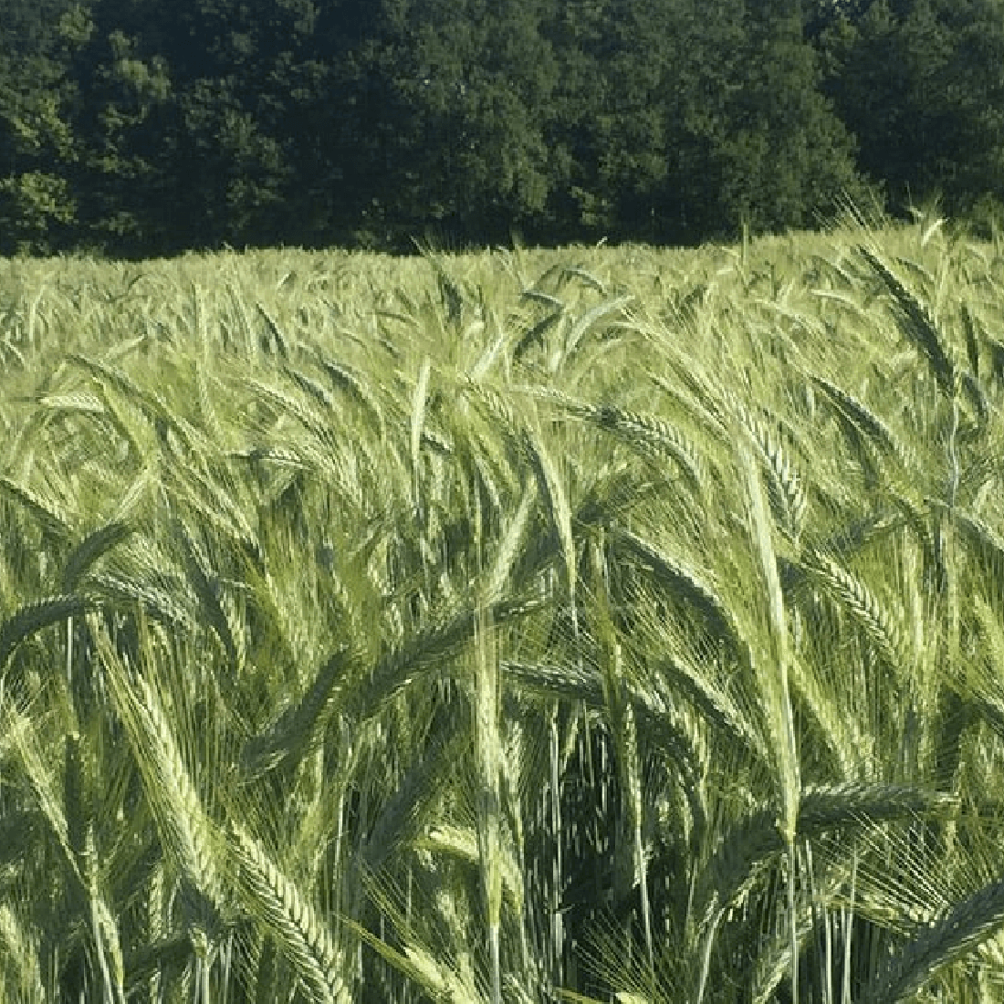 Wintertriticale Saatgut Ramdam