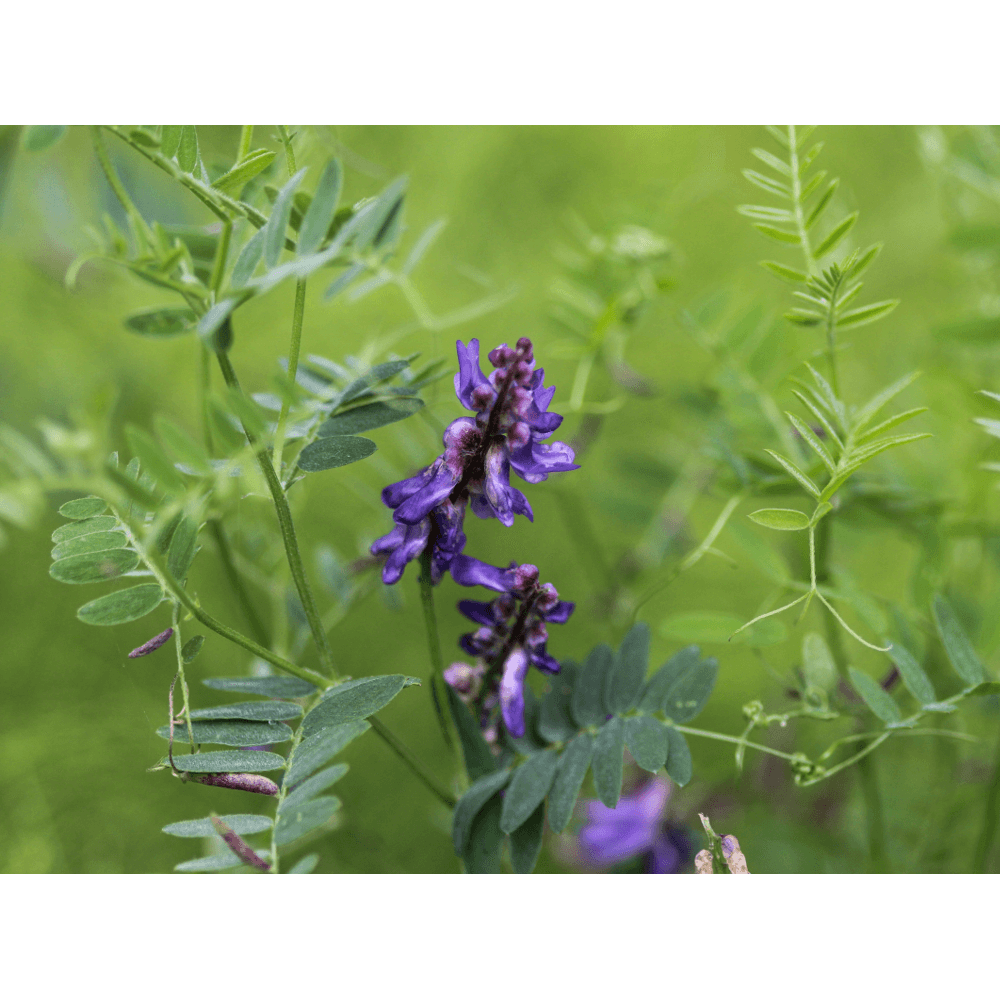 Winterwicken (Vicia villosa)