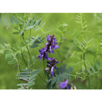 Winterwicken (Vicia villosa)