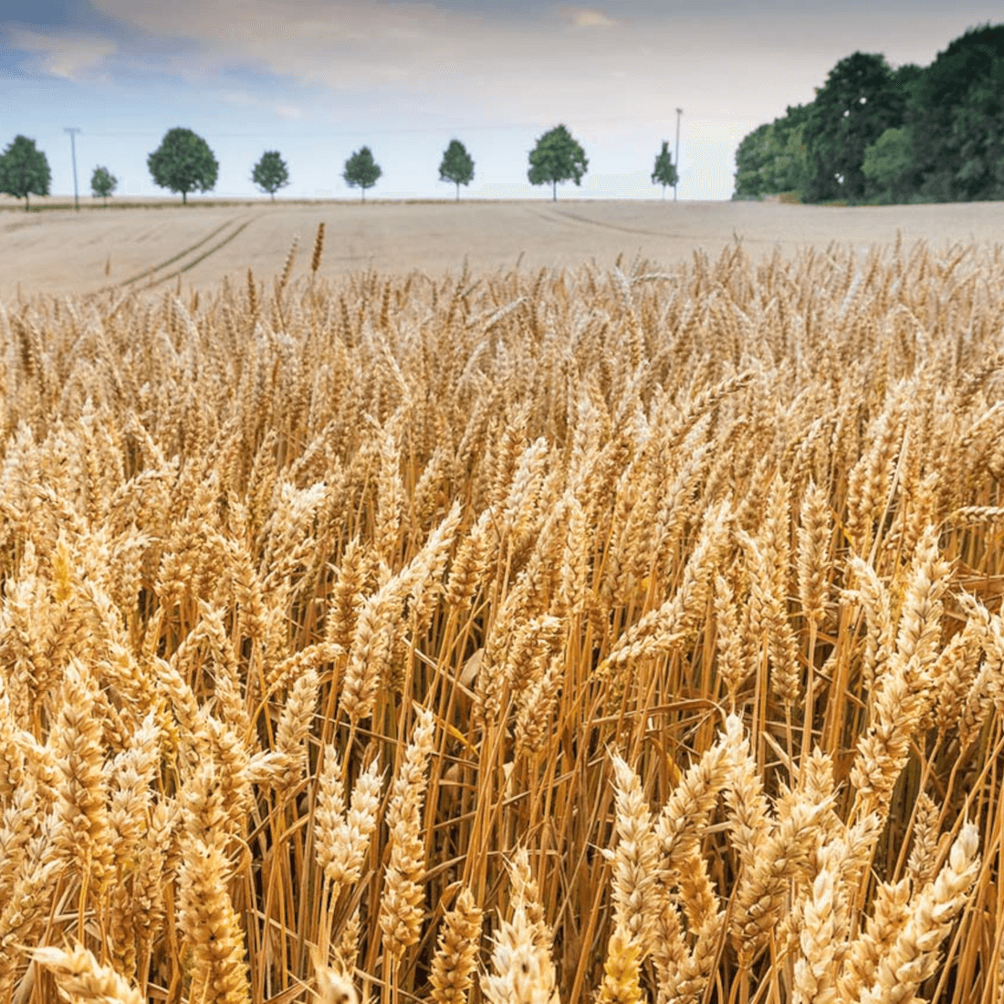 Wintertriticale Fantastico