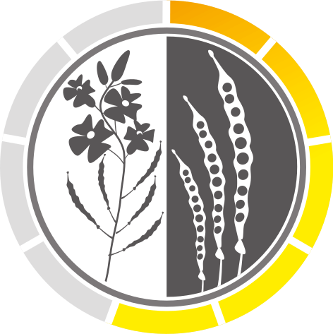 Kornertrag