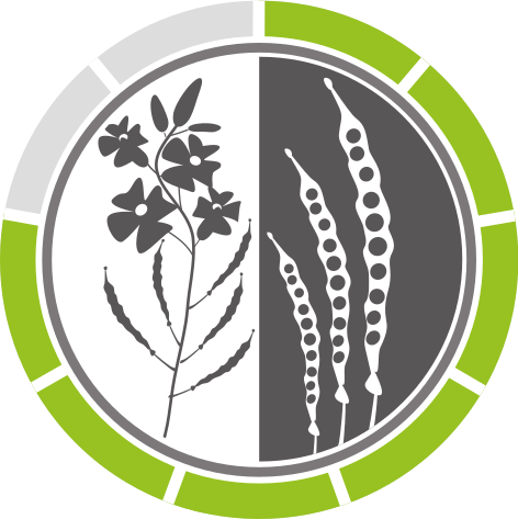 Kornertrag