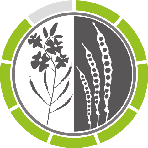Kornertrag