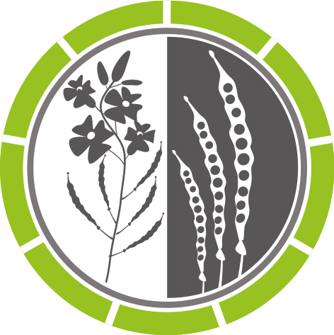 Kornertrag
