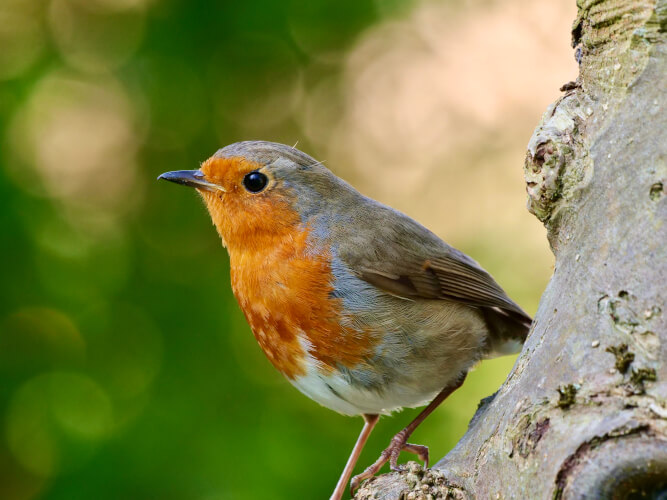 ReNatura® Vogelwelt ReNatura® Vogelwelt
