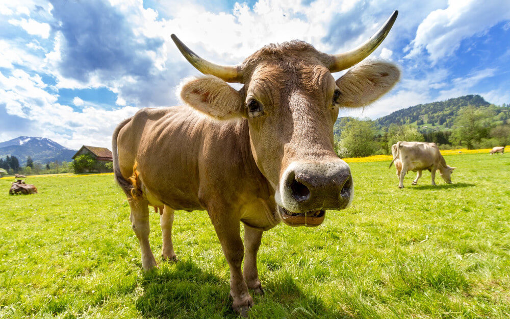 Schopf-Hygiene – Tierhygieneprodukten und Bioziden